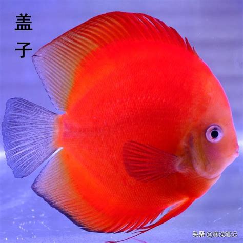 七彩神仙魚好養嗎